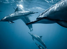 张镇麟对阵广东个人集锦回顾，全场得到23分3板2断